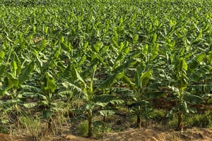 Bananeraie sur la route d’Abidjan, Côte d’Ivoire. Mars 2016 © Jacques Torregano pour JA