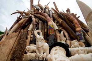 Des défenses d’éléphants et des sculptures en ivoire sur le point d’être brûlées à Yaoundé, au Cameroun, le 19 avril 2016. © Andrew Harnik/AP/SIPA