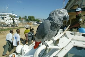 Un perroquet gris d’Afrique. photo de 2003 © KAREL PRINSLOO/AP/SIPA