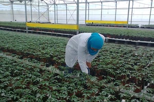Cotugrain est associé au hollandais Grow Group, avec lequel il a monté le réseau de pépinières Grow Tunisia. © DR