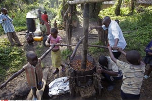 Image d’archive : une famille broie des noix de palmiers à huile à Walikale dans l’est de la RDC le 18 septembre 2010. C’est également dans les palmiers à huile que Feronia est active depuis le rachat des actifs de PHC en 2009. © Schalk van Zuydam/AP/SIPA