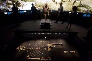Le squelette de Lucy lors d’une exposition au Musée des Sciences Naturelles de Houston, aux États-Unis, en 2007. © Michael Stravato AP/SIPA