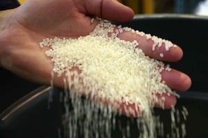 Inspection de grains de riz dans une entreprise du Maine, aux États-Unis, en juin 2015. © Robert F. Bukaty/AP/SIPA