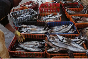 Des pêcheurs à Lambert’s Bay, en Afrique du Sud. © SIPA/AP