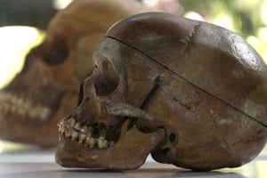 Des crânes de Hereros et Namas victimes de l’oppression du colonisateur allemand, exposé à Berlin le 29 septembre 2011. © Michael Sohn/NBC/AP/SIPA