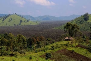 Vue d’une forêt de RDC brûlée tous les ans pour fournir du charbon de bois, prise le 27 janvier 2015. © Melanie Gouby/AP/SIPA