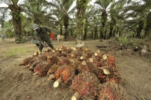 Sifca fournira 480 000 tonnes de troncs et de feuilles de palmiers à huile par an, pour alimenter la centrale. (Photo d’illustration) © Nabil ZORKOT pour Jeune Afrique
