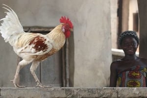 Une des filiales du fondateur de la Société des provenderies du Cameroun, Agrocam,a permis à la société d’étendre ses activités vers l’élevage. © GEORGE OSODI/AP/SIPA