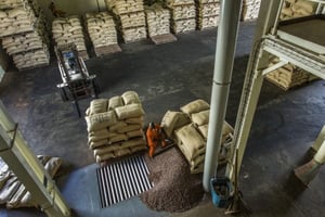 Unité de transformation du Cacao dans l’usine de Choco Ivoire à San Pedro, dans le sud-ouest de la Côte d’Ivoire, en mars 2016. © Jacques Torregano pour JA