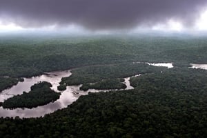 Le bassin du Congo est considéré comme le second poumon vert de la planète, après l’Amazonie. © SAURABH DAS/AP/SIPA