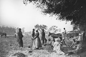 Des esclaves dans le sud des Etats-Unis, travaillant dans une plantation. © Henry P. Moore – Library of Congress/CC/Flickr
