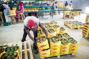 À Dakar, l’entreprise Safina récolte et trie les mangues destinées à la France. © SYLVAIN CHERKAOUI pour JA