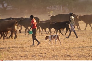 Deux jeunes garçons et leur troupeau à Chipinge, à 300 kilomètres au sud-est de la capitale du Zimbabwe, Harare. © AP/Sipa