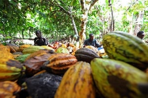 Premier producteur mondial, le pays est touché de plein fouet par la dégringolade des prix. © KAMBOU SIA/AFP