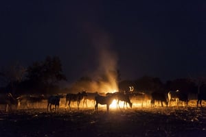 Un troupeau de vaches appartenant à des éleveurs peuls, à la nuit tombée. © Gilles Coulon