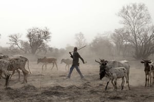 Un éleveur peul au milieu de son troupeau. © Gilles Coulon