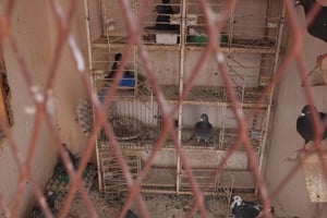 La fiente de pigeons aide à assouplir le cuir. © Jules Crétois
