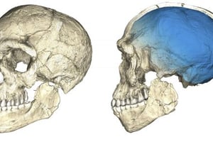 Une reconstitution d’un crâne retrouvé. En bleu, le volume cérébral de sapiens. © MPI/ZUMA-REA