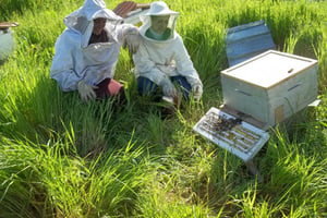 Des femmes de la région en plein apprentissage des méthodes et techniques liées à l’apiculture. © El Watan