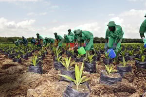 Plantation de palmiers à huile. © Nabil Zorkot pour JA