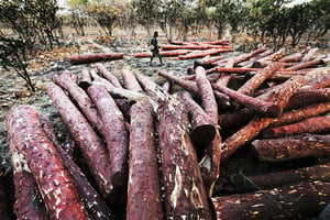 Dans une scierie congolaise, des troncs attendent d’être expédiés vers les marchés de l’empire du Milieu. © Lu Guang/Greenpeace