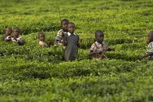 Des enfants s’amusent dans une champ de thé à la fin de la journée, à Arwos, dans l’ouest du Kenya, en janvier 2016. © Ben Curtis/AP/SIPA