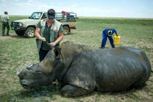 Cette photo prise le 3 février 2016 montre un rhinocéros décorné sur l’élevage de John Hume en Afrique du Sud. © MUJAHID SAFODIEN/AFP