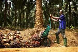 Récolte de régimes pour la Socapalm dans une plantation à Apouh. © Micha Patault