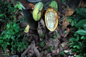 Récolte de cacao en Côte d’Ivoire en 2015. (Photo d’illustration) © Philippe Guionie/Myop pour J.A.