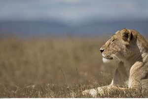 L’Afrique du Sud, le Bostwana, le Kenya et la Tanzanie sont les principaux pays africains pour les safaris. © Ben Curtis/AP/SIPA