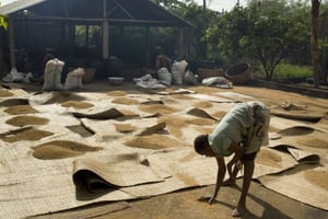 Séchage traditionnel du riz au Bénin. © Jacques TORREGANO pour Jeune Afrique