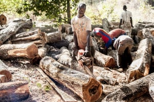 Exploitations du bois en Guinée Bissau, pays frontalier de la Casamance où la Constitution interdit – en théorie – l’exportation de bois. © Sylvain Cherkaoui pour Jeune Afrique