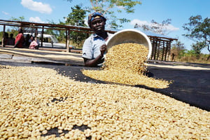 Séchage du café au Soudan du Sud © TechnoServe