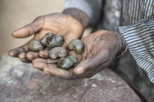 Un agriculteur montre les noix de cajou récoltées dans son champs en Guinée Bissau (image d’illustration). © Sylvain Cherkaoui pour JA