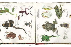 Croquis de Stefano Faravelli, tiré du carnet « Madagascar, stupeur verte. Carnet d’un voyage en forêt équatoriale ». © Stefano Faravelli.
