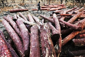 Dans une scierie congolaise, des troncs attendent d’être expédiés vers les marchés de l’empire du Milieu. © Lu Guang/Greenpeace