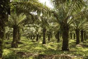 Une plantation de palmier à huile en Côte d’Ivoire (image d’illustration). © Nabil ZORKOT pour Jeune Afrique