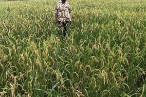 Abdoulaye Sawadogo, directeur de Nafaso, dans un de ses champs de riz pluvial. © DR