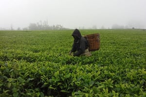 Une plantation de thé de KTDA © KTDA