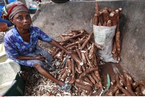 Des plants de manioc, au Nigeria. © Sunday Alamba/AP/SIPA