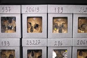Crânes algériens conservés au Muséum national d’histoire naturelle de Paris. © DR