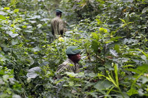 Des rangers en train de patrouiller dans le parc national des Virunga, en RDC, le 12 août 2012. © Jerome Delay/AP/SIPA