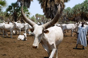 Centre d’élevage de Bol, dans la région du lac Tchad. © Abdoulaye Barry