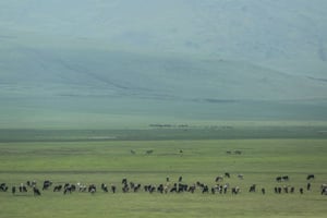 La réserve de Ngorongoro, dans le nord de la Tanzanie, en 2015. © Mosa’ab Elshamy/AP/SIPA