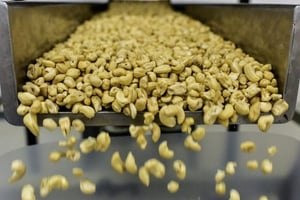 La Côte d’Ivoire est le premier producteur mondial de noix de cajou depuis deux ans. © AFP