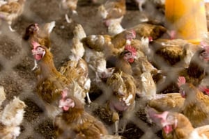 Élevage de poulets © Jacques Torregano pour Jeune Afrique