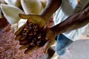 Cacao en Côte d’Ivoire. © Fernando Llano/AP/SIPA