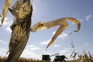 Comment libérer le potentiel agricole de l’Afrique ? © Charlie Neibergall/AP/SIPA