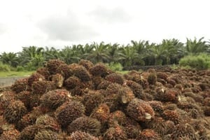 Plantations de palmiers à huile (photo d’illustration) © Nabil Zorkot pour JA
