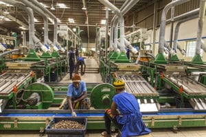 Usine de decorticage d’anacarde de Fludor Benin. Filiale locale du holding nigerian Tropical General Investment (TGI) a a Zogbodomey, Benin, novembre 2017. Photo : Jacques Torregano pour JA © Jacques Torregano pour JA